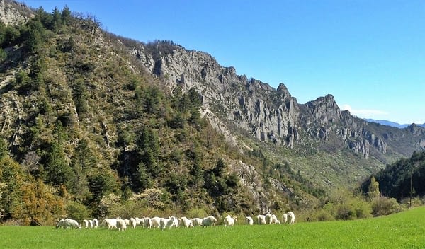 Chèvres dans la vallée de Sigottier