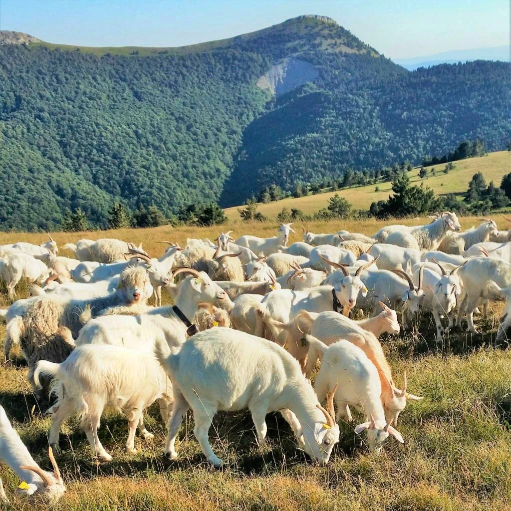 Les chèvres en estive